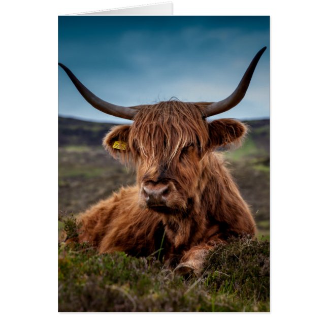 Cartão Scottish Highland Cow Longhorn Bull Rancher (Frente)