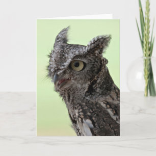 Cartão Screech Owl greeting card