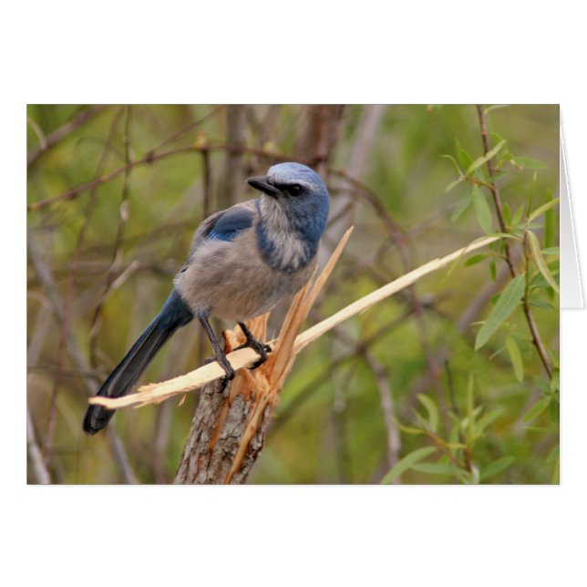 Cartão Scrub Jay (Frente Horizontal)