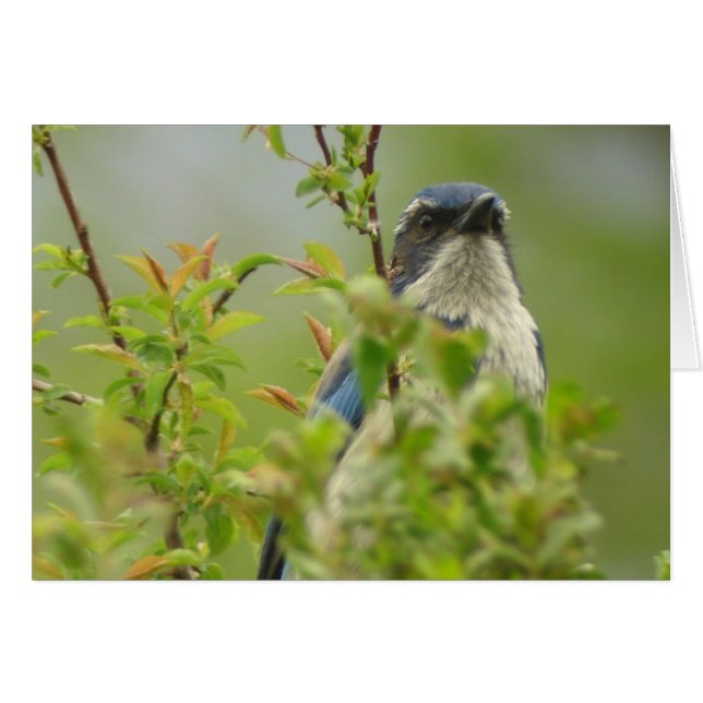 Cartão Scrub-Jay Ocidental (Frente Horizontal)