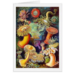 Cartão Sea Anemones Ernst Haeckel Belas Artes