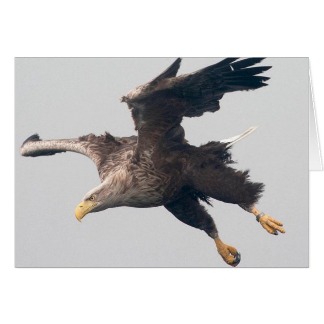 Cartão Sea Eagle (Frente Horizontal)