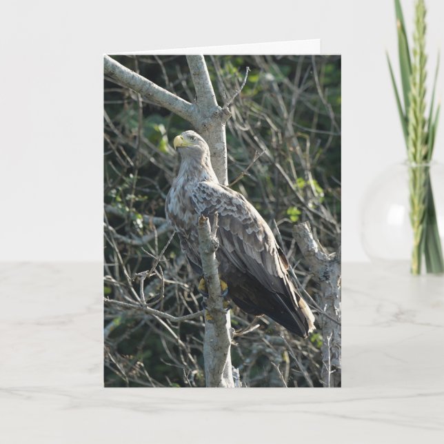 Cartão Sea Eagle na Escócia (Frente)