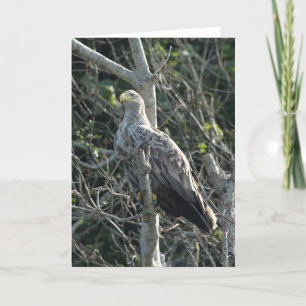 Cartão Sea Eagle na Escócia