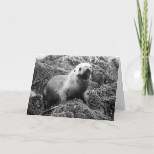 Cartão Sea Lion notecard