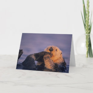 Cartão Sea Otter, Enhydra lutris