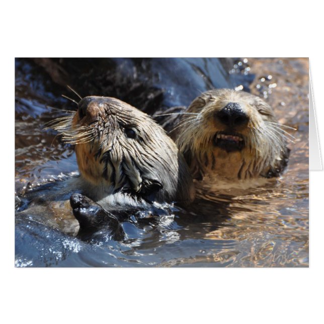 Cartão Sea Otters a sorrir! (Frente Horizontal)