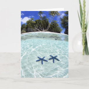 Cartão Sea stars, Rock Islands, Palau 2