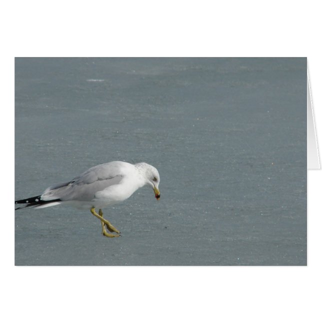 Cartão Seagull (Frente Horizontal)