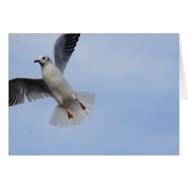 Cartão Seagull (Frente Horizontal)