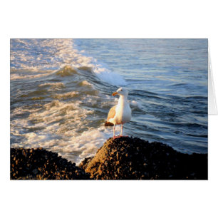 Cartão Seagull