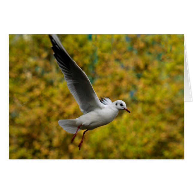 Cartão Seagull (Frente Horizontal)