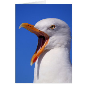 Cartão Seagull