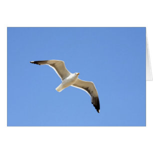 Cartão Seagull