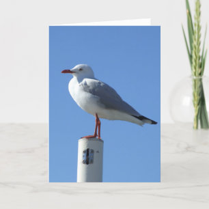Cartão Seagull Greeting Card