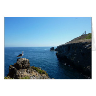 Cartão Seagull na Ilha de Anacapa nas Ilhas do Canal