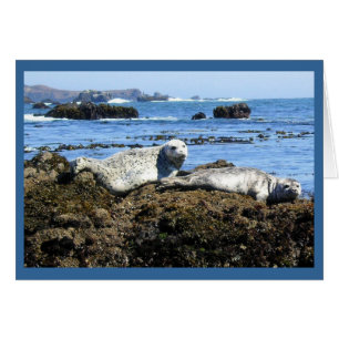 Cartão Seals Harbor