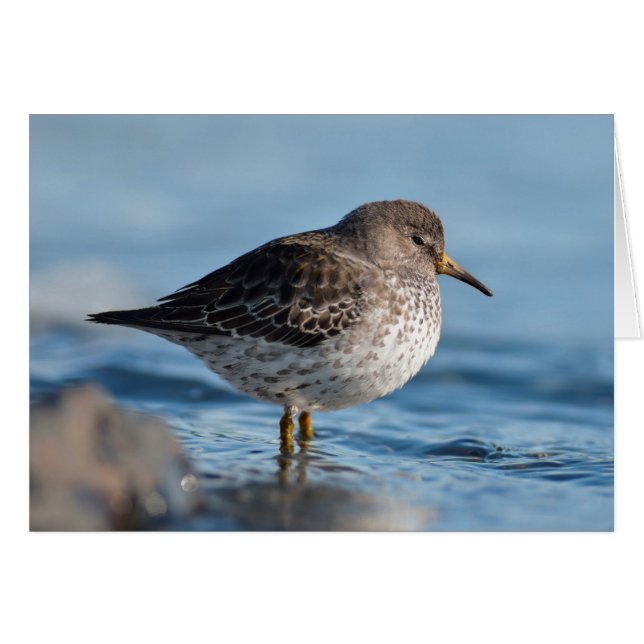 Cartão Searing Rock Sandpiper (Frente horizontal)