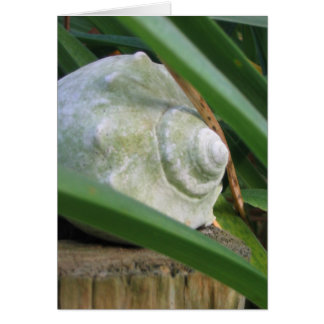 Cartão Seashell