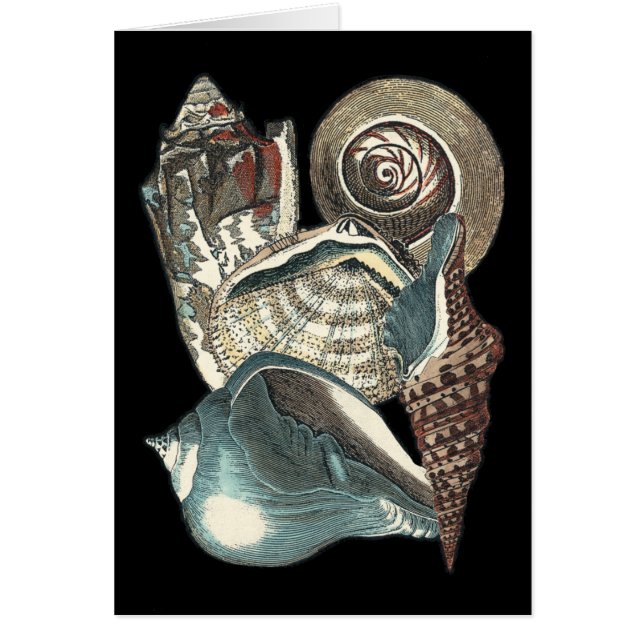 Cartão Seashell Anthology (Frente)