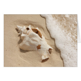 Cartão Seashell Na Praia   Ilha Caribe Grande Turca