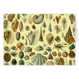 Cartão Seashell Shell Mollusk Clam Elegant Clam Art