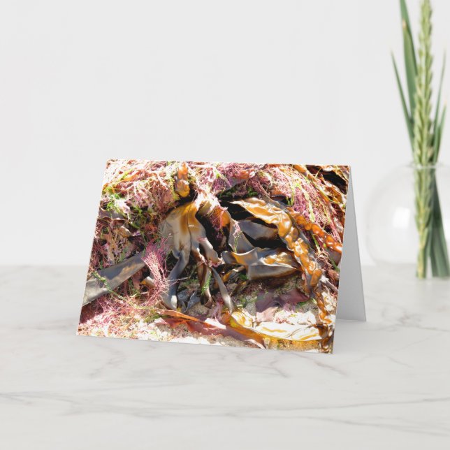 CARTÃO SEAWEED (Frente)