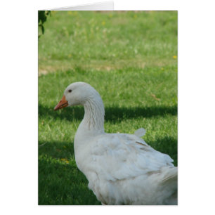 Cartão Sebastopol Goose