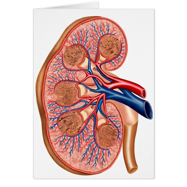 Cartão Seção Cruzada De Anatomia Interna De Um Rim (Frente)