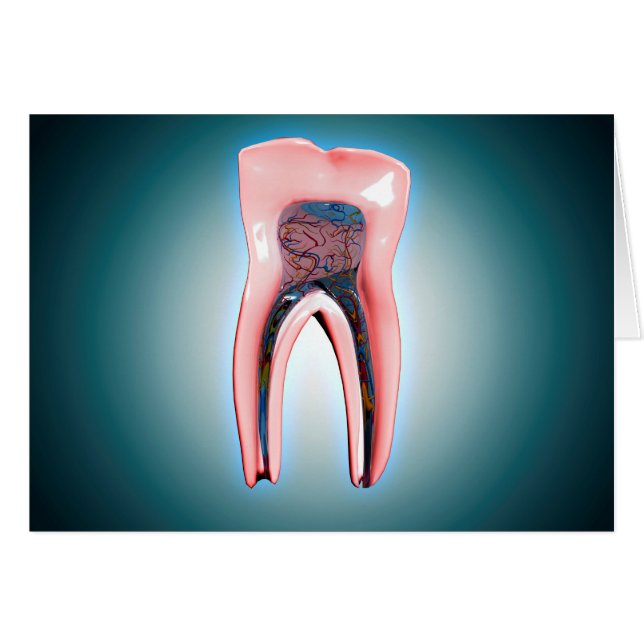 Cartão Seção Cruzada De Um Dente Humano (Frente Horizontal)