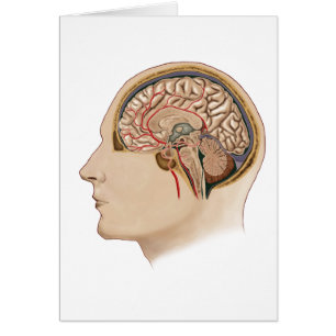 Cartão Seção Cruzada Do Cérebro Com Artérias