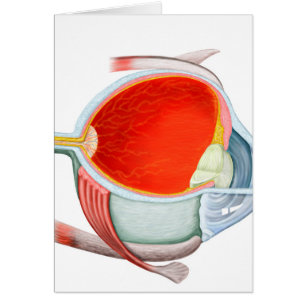 Cartão Seção Cruzada Do Olho Humano