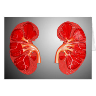 Cartão Seção Cruzada Do Rim Humano