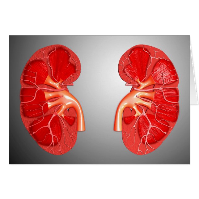 Cartão Seção Cruzada Do Rim Humano (Frente Horizontal)