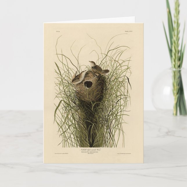 Cartão Sedge Wren das Birds of America de Audubon (Frente)