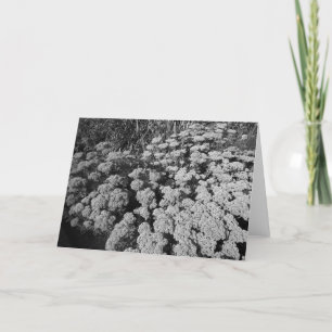 Cartão Sedum Autumn Joy