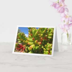 Cartão Sedum Rubrotinctum, Planta Suculenta Jelly Bean
