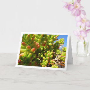 Cartão Sedum Rubrotinctum, Planta Suculenta Jelly Bean