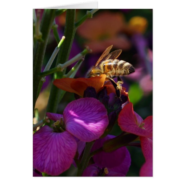 Cartão Seja uma Abelha Ocupada! (Frente)