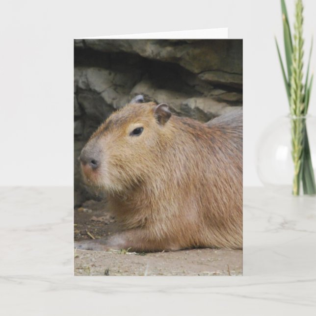 Cartão selvagem do Capybara (Frente)