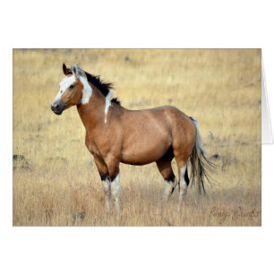 Cartão selvagem do mustang