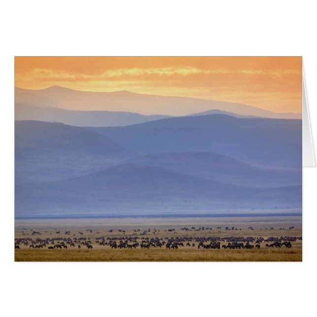 Cartão Selvagem durante a migração, Connoquetes (Frente Horizontal)