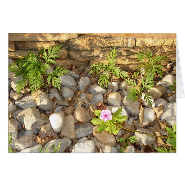 Cartão Sementes (Frente horizontal)