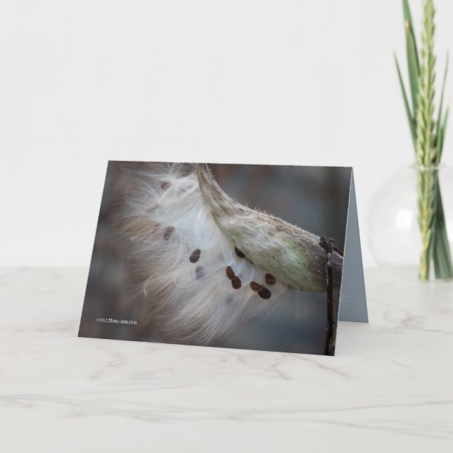 Cartão Sementes 4 amanhã (Frente)