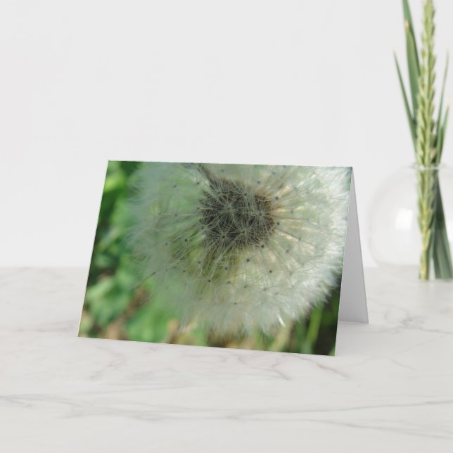 Cartão Sementes De Dandelion (Frente)