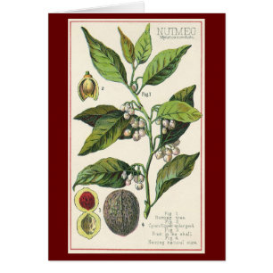 Cartão Sementes de Fruta de Planta de Noz-moscada Vintage