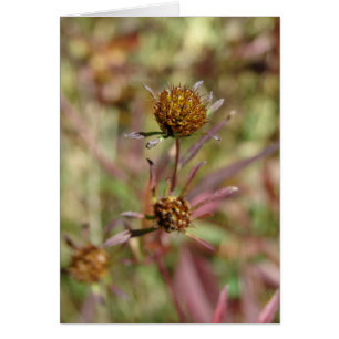 Cartão Sementes de mudança