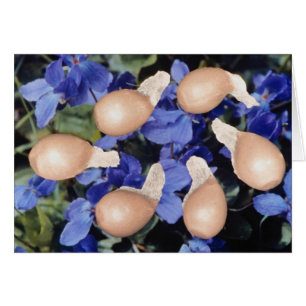 Cartão Sementes de violeta amarelas (Viola papilionacea)