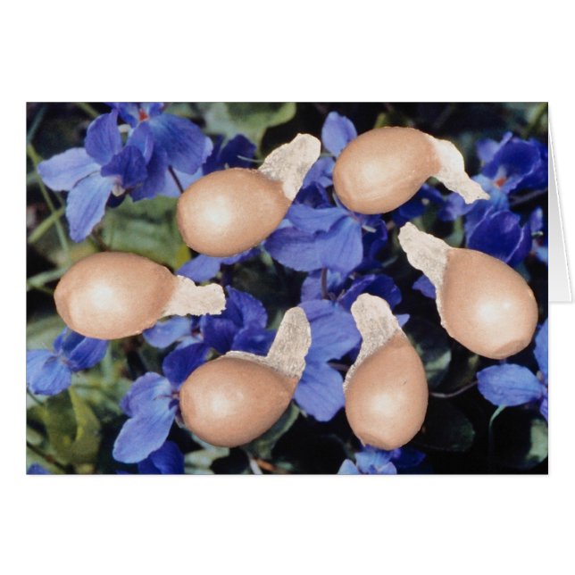 Cartão Sementes de violeta amarelas (Viola papilionacea) (Frente Horizontal)