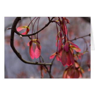 Cartão Sementes do bordo vermelho